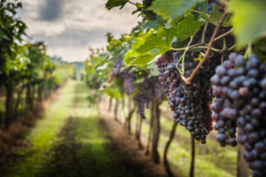 biodynamic viticulture, Charter Bus Rental Maine